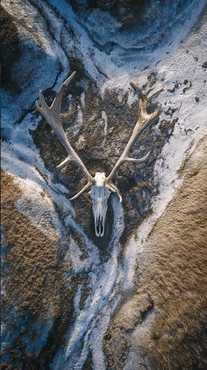 Colossal Elk Skeleton Found Preserved in Arctic Permafrost