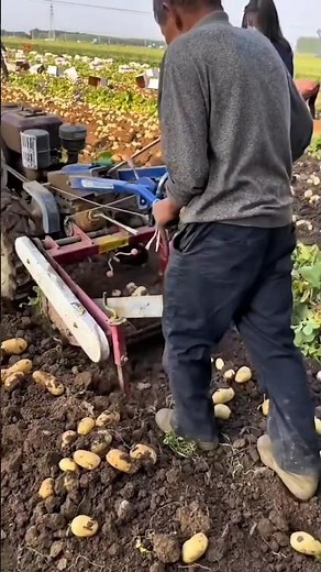 Ultra-Efficient Mini Potato Harvester in Action! #potatofarming #harvestmachine #farmtech