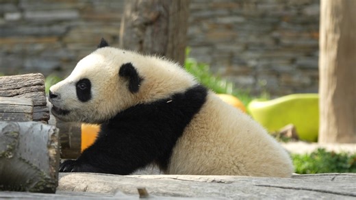 iPanda on Instagram: "Take a deep breath and take it all in. The perfect moment is right here with you. (Can Yang) 🐼 🐼 🐼 #panda #lovely #fyp #HiPanda #CCRCGP #PandaLife For more panda information, please check out: https://en.ipanda.com"