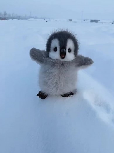 Adorable Baby Penguin Moments You Can't Miss!