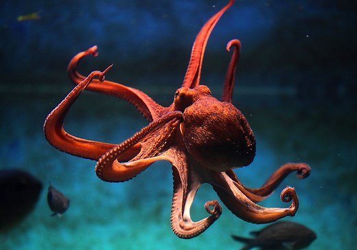 Octopus Symbolism & Meaning (  Spirit Animal & Tattoos)