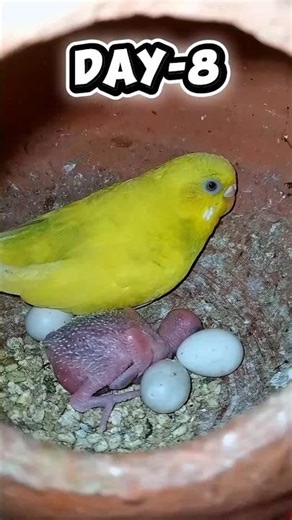 Day 1 to 8 Growing Stage's Of Budgie Baby 🐥#gugugaga
