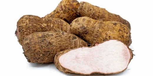 Investigadores cubanos obtienen por primera vez semillas botánicas de la malanga xanthosoma