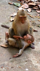 Baby monkey Lynx scream-ed after Mom Luna dropped and Rainbow came to take care. | Chhy Virak