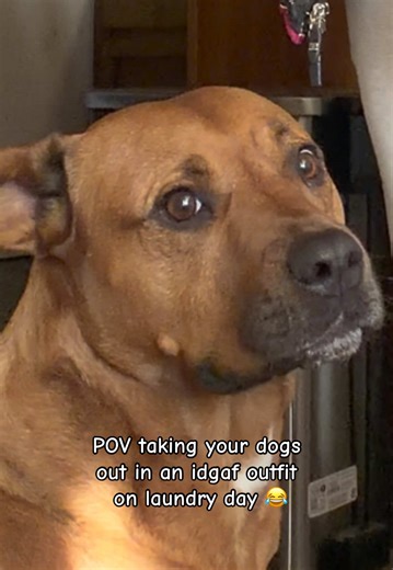 Laundry Day Adventures with Dogs in Fun Outfits