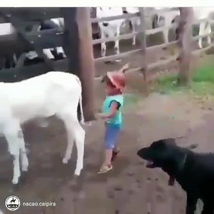 170K views · 836 reactions | Can't. Stop. Watching. #rodeowrecks | Rodeo Wrecks | Facebook