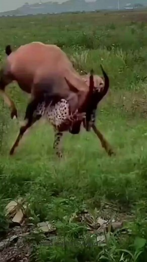 235K views · 1K reactions | Deer 歷 vs leopard  #deer #deerpark #deerhunting #deerseason #deerhunter #leopard #leopardprint #leopardgecko #leopardcat #attack #viral #viralreels #viralvideo #viralpost #trending #trend #trendingreels #reels #reelsfb #reelsviral #reelsvideo #reels2023 #fb #fbreels #fbviral #fun #funny | nature lover | Facebook