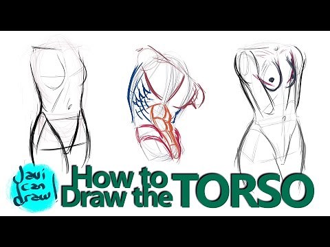 HOW TO DRAW THE MALE AND FEMALE TORSO
