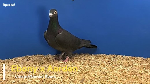 Top Class Pigeons of Louella Pigeon World Over the years Father and son purchased many top-flight Kings cup winners and National and Combine winners. Louis’s other sons Michael and Mark also joined them on this journey and became just as passionate about breeding premium stock and countless winners have been bred by them with fanciers winning many National Combine and Federation trophies. #passion4pigeon #pigeonkuif #pigeonsport #racingpigeons | Pigeon Kuif