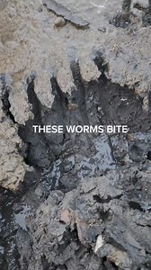 5.3K views · 19 reactions | What to catch more stripedbass USE THIS BAIT. These sandworms are excellent fishing bait. Just handle them carefully they can bite 缾 #viral #nature #fishing #hardwork | Wayne Bishko | Facebook