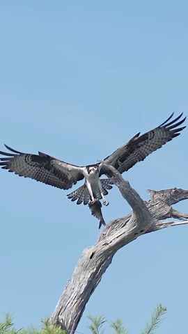 Osprey Makes Perfect Landing With Headless Fish