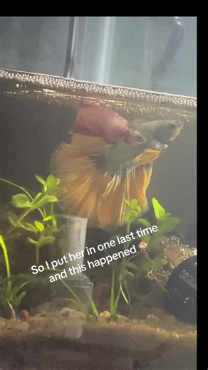 Breeding Betta Fish: Tips and Tricks