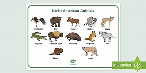 North American Animals Word Mat