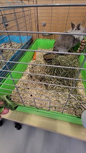 **LIONHEAD BUNNIES FOR ADOPTION** Arrived 3/2/2022 at 2-4 months old. Spayed/neutered and microchipped. A four page adoption application will need to be completed after meeting them and there is a $65 (cash) adoption fee. | Babylon Animal Shelter