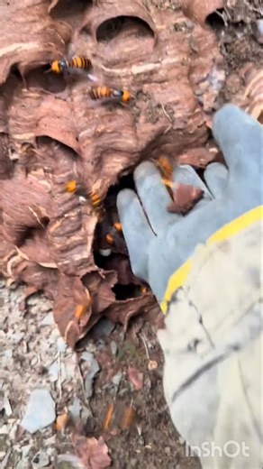 Massive Wild Beehive Inside Tree Trunk 🐝 | Hidden hornetcomb Discovery 🍯 #bee #honeybee #shorts #yt