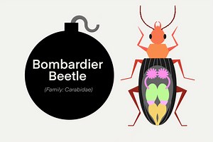 The Blug: Bombardier Beetles - Scienceline
