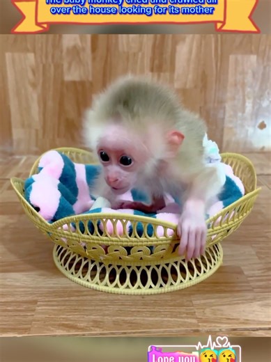 The baby monkey cried and crawled all over the house looking for its mother #animal #pet #monkey #babymonkey #animals