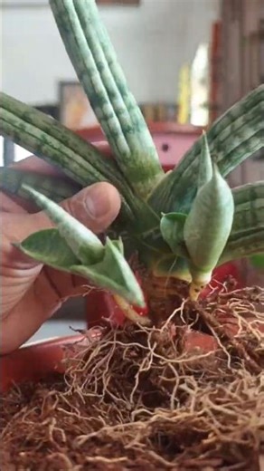 Easy Indoor plants for beginners #nature #love #garden #flowers #care #tips