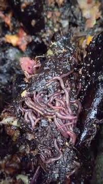 Humus liquido 💚 #plantas