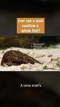 Snails Hunting Fish! | #DeepLook #Shorts