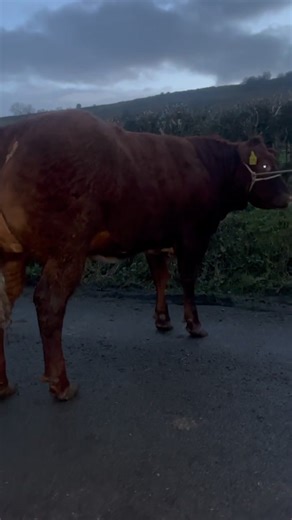 2.5K views · 26 reactions |  January 2025 heifer ❗️From a new red bb bull and a milkey zag cow ❗️Export tested ❗️Scanned correct for breeding | Manorhamilton Livestock Sales | Facebook