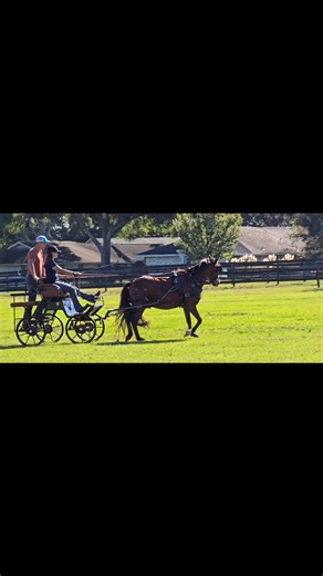 1.4K views · 21 reactions | Kerri Rochon, combined driving trainer...