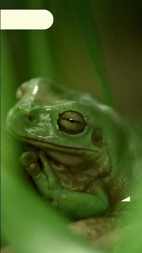What Is the Difference Between Frogs and Toads? 🐸