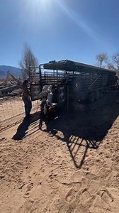 Glad the wind isn’t blowing 60 mph today!! #goats #goatscaping #goatgrazing #grazinggoats #contractgrazing #contractgoatgrazing #targetedgrazing #targetedgoatgrazing #grazingsystems #prescibedgrazing #prescribedgoatgrazing #systemsgrazing #rentagoat #yardmaintenance #weedremoval #firefuelreductionw #brushremoval #thegoatguy #goatguy #newmexico #bosque #newmexico #cowboymax | Galloping Goat Pumpkin Patch