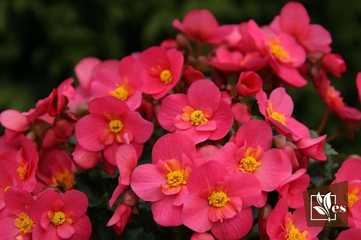 The Elatior Begonia Care Guide for a Successful Growth! - Evergreen Seeds