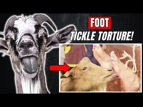 Goat’s Tongue Tickle Torture – A BIZARRE Medieval Punishment | Tickling Torture | Foot Torture