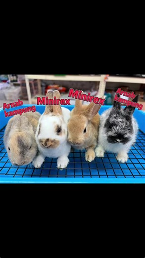 Everything About Mini Rex Rabbits: Care & Breed