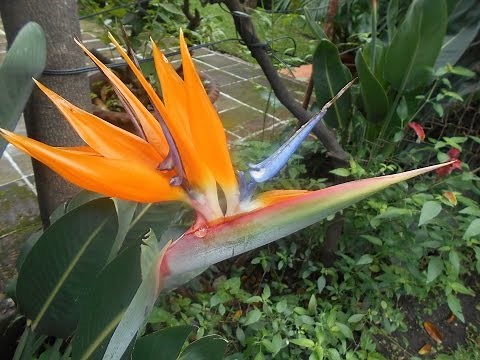 Strelitzia Reginae// Bird of Paradise Flower// Strelitzia// Strelitzia// Firebirds.