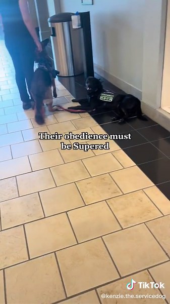 Personally onwering training my service dog Taurus was really eye opening. #servicedog #servicedoglife #servicedogkenzie #publicaccess #taurustheservicedog #ownertrainedservicedog #disabled #sdhandler #rottweiler #workingdog