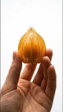 🌱 I Planted Physalis Seeds at Home — Watch the Golden Lantern Form in 120 Days!