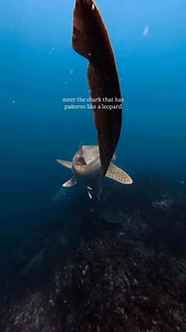 11K views · 250 reactions | Leopard shark #DesmitificandoTiburones | Desmitificando Tiburones | Facebook