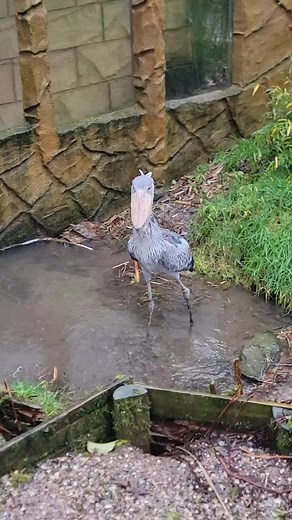 Discover the Fascinating Shoebill Stork