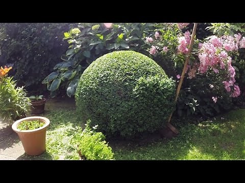 60 sec box ball trim (Buxus Sempervirens)