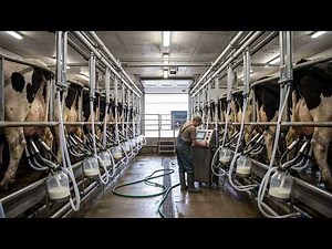 How Cow Milk Is Produced | Inside Modern Dairy Farm & Milk Processing Factory