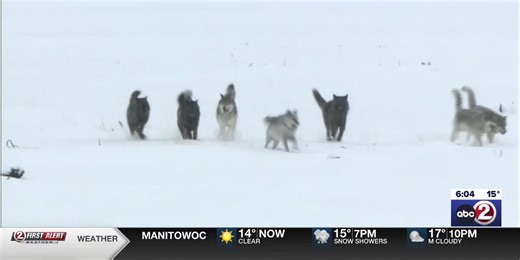 Wisconsin Cattlemen’s Association, wildlife advocates react to delisting of the gray wolf