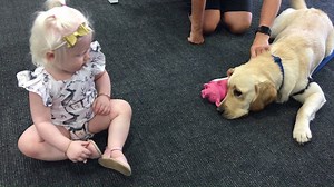 2.5K views · 136 reactions | Listen to the squeal of delight when Vision Australia client Victoria Parker, 14 months, meets Seeing Eye Dog Gemmy at Vision Australia in Geelong. It will melt your heart. | Seeing Eye Dogs | Facebook