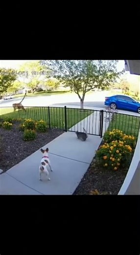 Fearless Cat Saves Dog from Tiger Attack in Broad Daylight
