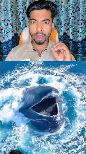 How Much Food Can a Whale Eat in a Day? | Amazing Facts About Blue Whales🔥🔥🔥🔥♥️♥️