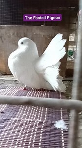24K views · 267 reactions | The fantail pigeon. The Fantail is a...