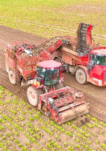 Harvesting fodder beet with the Holmer harvester and chaser bin #holmer #fodderbeet #harvest #agritok