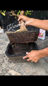 No wonder the branches died because the roots were already dense 🤦 #loa #bonsaitree | Karimun Java