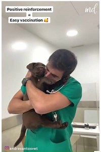 43M views · 86K reactions | Positive reinforcement = Easy vaccination  | MetDaan Animals | Facebook