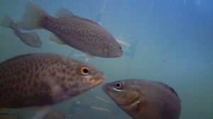 Researchers are capturing sounds of fish grunting, squealing and gurgling as they hunt, make love and pass the time of day. #GriffithUni’s Simon Linke, of the Australian Rivers Institute, says the sounds are key indicators to measure river health, the number, and variety of fish and animals present without the need to net or trap them. http://ow.ly/SaY130j2I1t Griffith Sciences World Science Festival Brisbane http://ow.ly/jHnv30j2Kcw | Griffith University