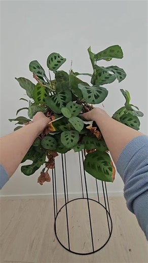 Plant Propagation Tips for Houseplants