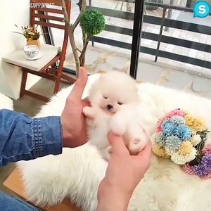 413K views · 4.5K reactions | Just look at how cute and adorable this mini pomeranian is <3  Credit: instagram.com/rollyteacuppuppies, Rolly Teacup Puppies | Animal Channel | Facebook