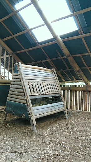 Feeding 1-day-old Muscovy ducks 🐣🐥 #muscovyduck #duckling #ducks #animals #pets #fram | Kandang Sawah Entok